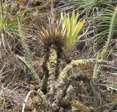 Tillandsia walteri