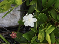 Psidium salutare mucronatum