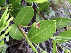 Psidium salutare mucronatum