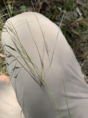 Austrostipa pubescens