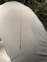 Austrostipa pubescens