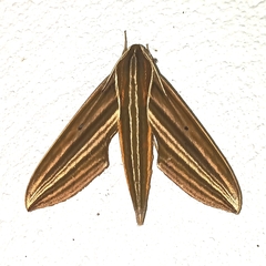 Xylophanes titana