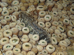 Pinnidae