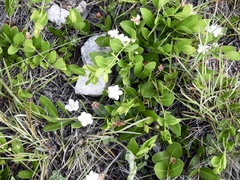 Psidium salutare mucronatum