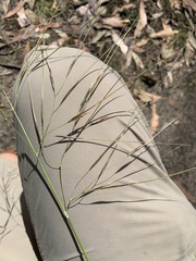 Austrostipa pubescens