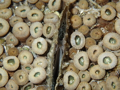 Pinnidae