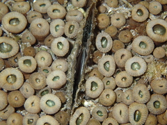 Pinnidae