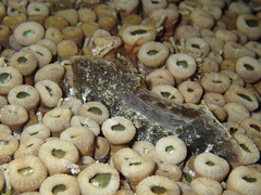 Pinnidae