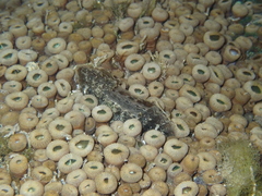 Pinnidae