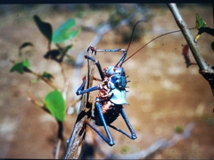 Acanthoplus discoidalis