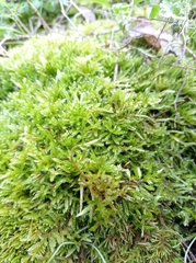 Eurhynchium striatum