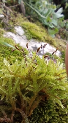 Eurhynchium striatum