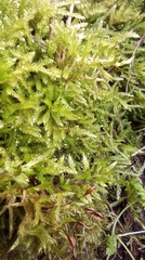 Eurhynchium striatum