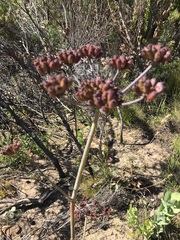 Lichtensteinia lacera