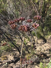 Lichtensteinia lacera