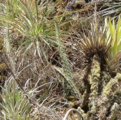 Corryocactus erectus