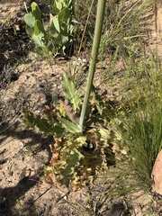 Lichtensteinia lacera