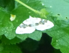 Xanthorhoe montanata