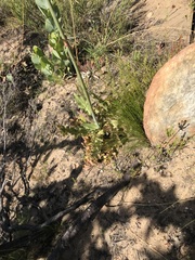 Lichtensteinia lacera