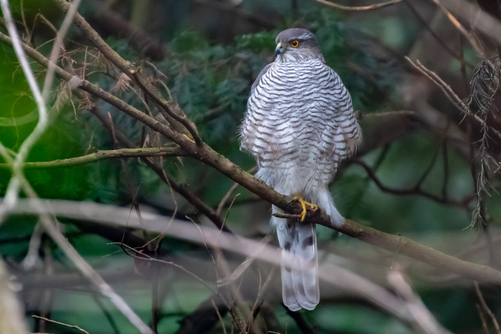 Eurasian Sparrowhawk