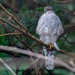 European Sparrowhawk - Photo (c) Codrin Bucur, some rights reserved (CC BY), uploaded by Codrin Bucur
