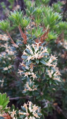 Cyathodes glauca