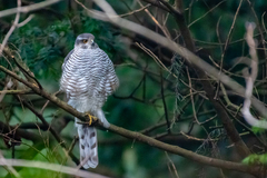 Accipiter nisus nisus