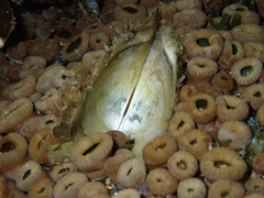 Pinctada