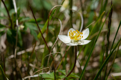 Anemone cathayensis