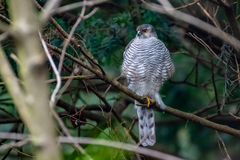 Accipiter nisus nisus