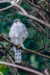 Accipiter nisus nisus