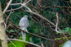 Accipiter nisus nisus