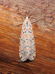 Utetheisa pulchella