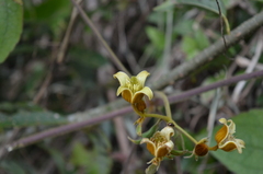 Clematis leschenaultiana