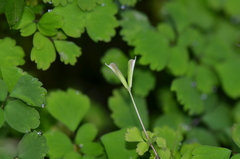 Dichocarpum adiantifolium