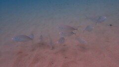 Pseudocaranx georgianus