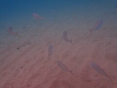 Pseudocaranx georgianus