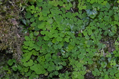 Dichocarpum adiantifolium