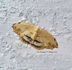 Thymistadopsis albidescens