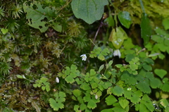 Dichocarpum adiantifolium