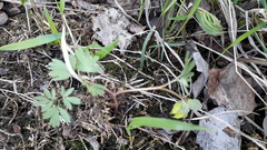 Corydalis intermedia