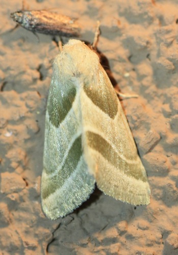 Boneset Flower Moth