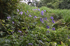 Aconitum formosanum