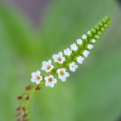 Cola de alacrán (H. angiospermum) (Heliotropium angiospermum)