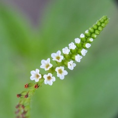 Heliotropium angiospermum