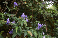 Aconitum formosanum