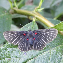 Melanis cephise
