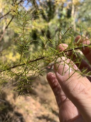 Acacia ulicifolia