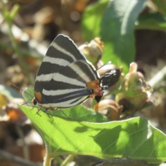 Panthiades bathildis