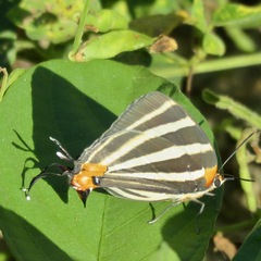 Panthiades bathildis